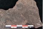 Foto (Detailansicht) von Fagus ninnisiana Unger (NHMW-GEO-2024-0188-10204)